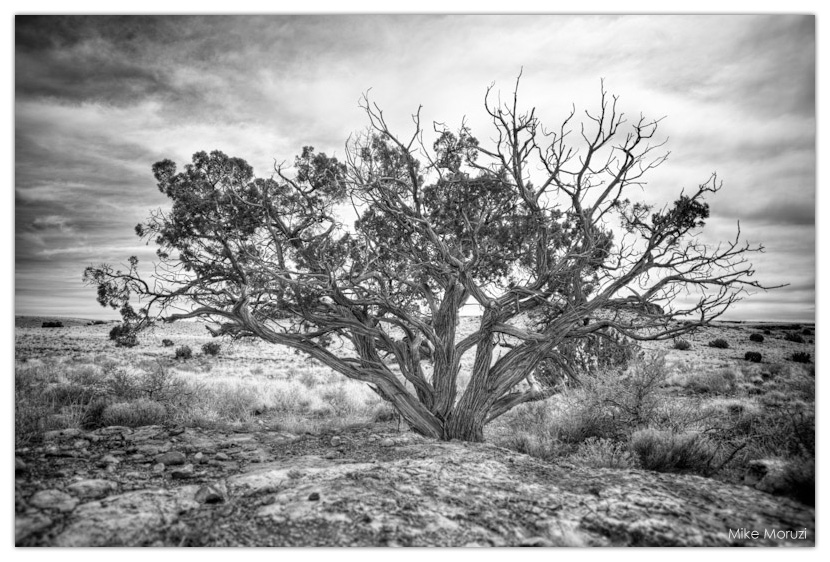 Arizona, desert, Wupatki, Wupatki National Monument, Nalakihu Pueblo, scrub, tree