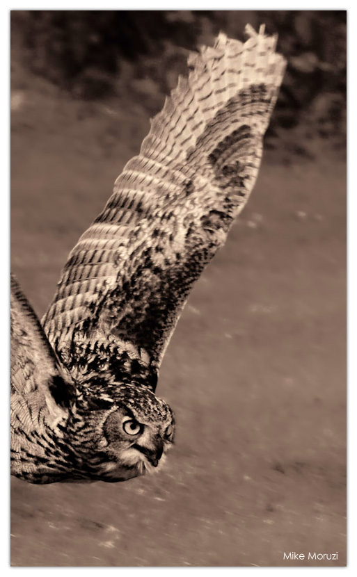 owl, panning, flying, flight, wings
