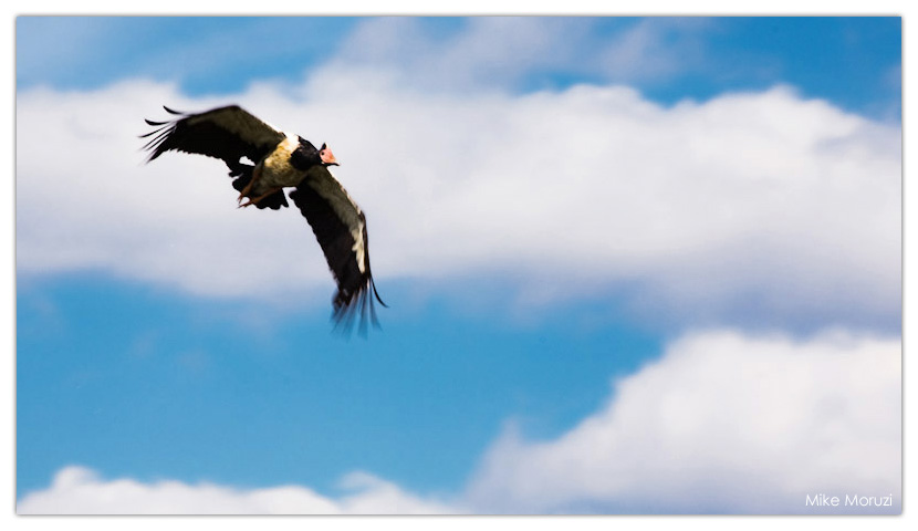 Magpie Goose, goose, Mamukala Wetlands, Kakadu, Northern Territory, Australia, flying,