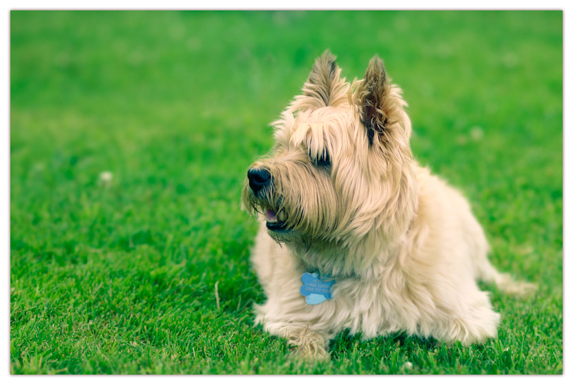 Cairn Terrier, Pet, Pet Photography, dog, little dog