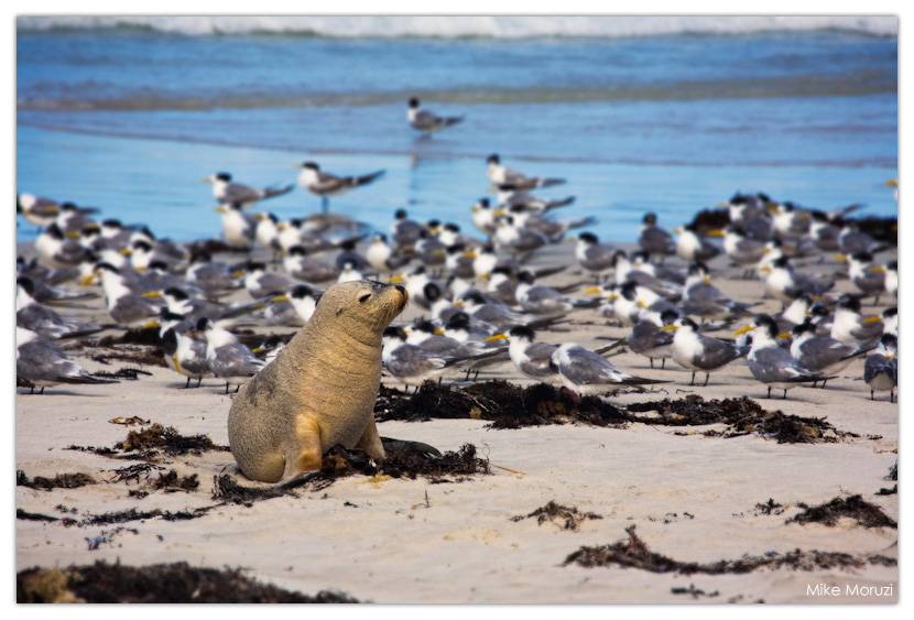beach, Southern Ocean, Kangaroo Island, South Australia, seal, sea lion, birds, Australia