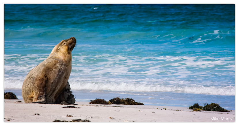 seal, sea lion, Australian Sea Lion, Australia, Kangaroo Island, South Australia, Seal Bay, Southern Ocean, beach