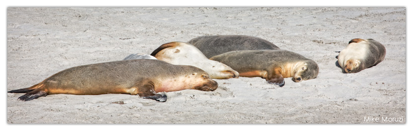 sea lion, sea lions, Australian sea lions, Australian, Kangaroo Island, Seal Bay, South Australia, Australia, sleeping, exhausted