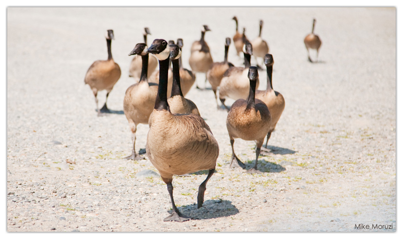 Canadian Geese, geese, Canada, British Columbia, Reifel Island, birds, formation