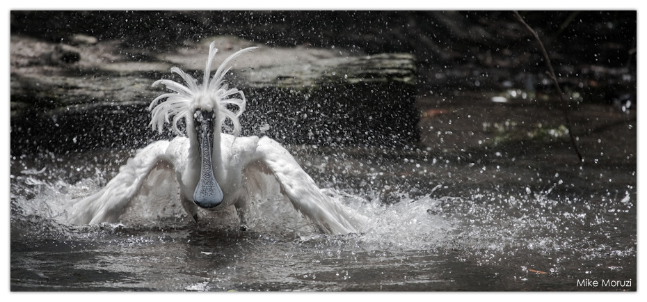 Melbourne Zoo, Spoonbill, bird, bird bath, bathing, splashing, sunny, zoo, 
