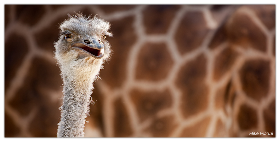 zoo, Melbourne Zoo, Melbourne, ostrich, giraffe, bird, bird photography